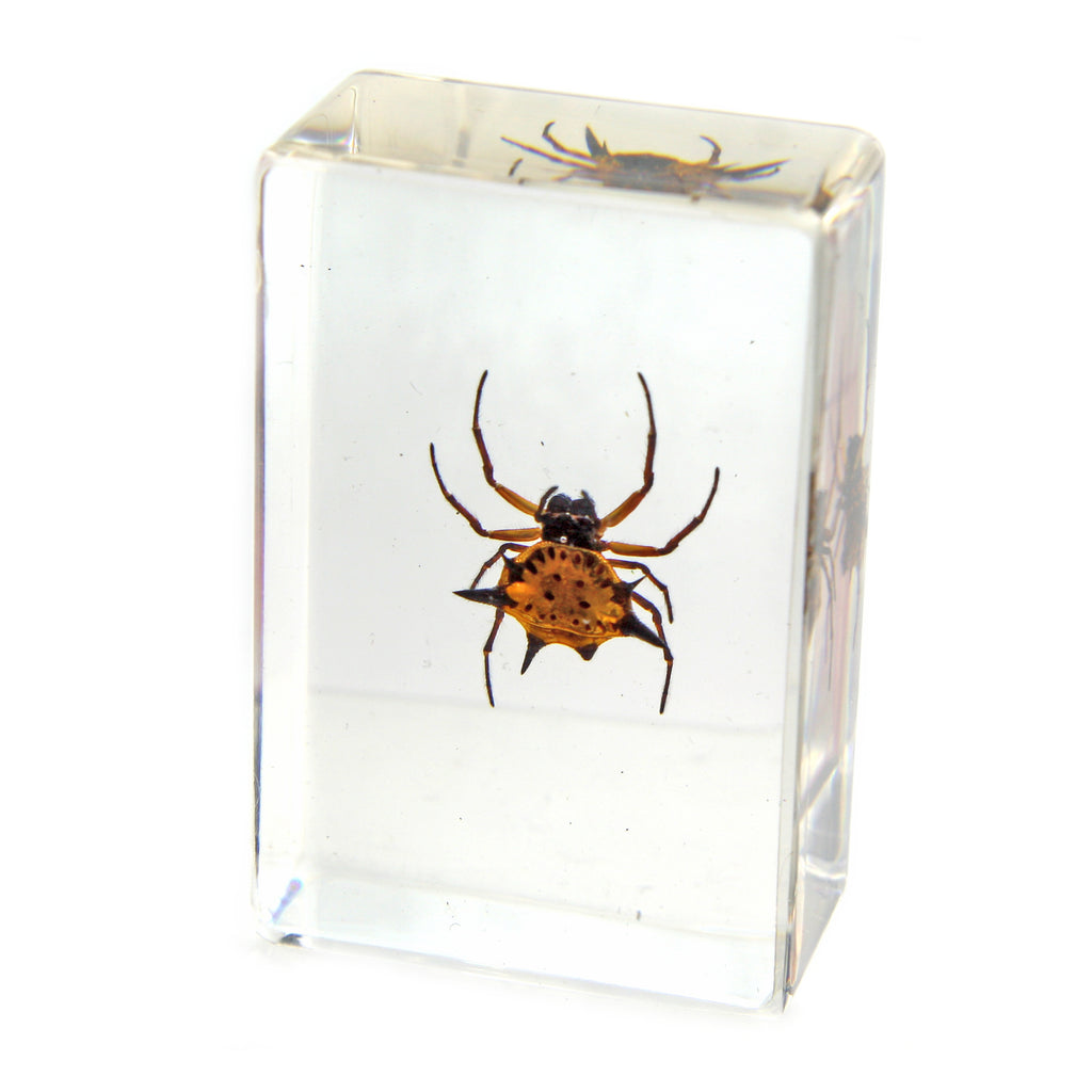PW110<br />Spiny Spider<br />