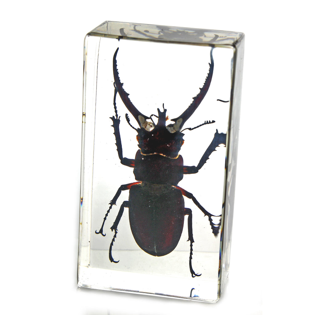 PW203<br />Stag Beetle<br />