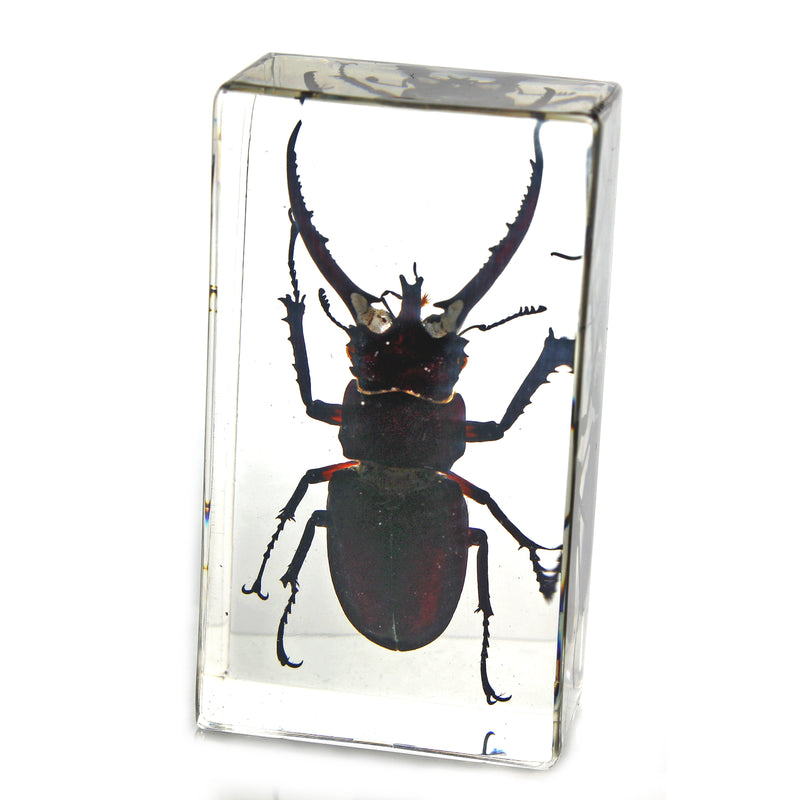 PW203<br />Stag Beetle<br />