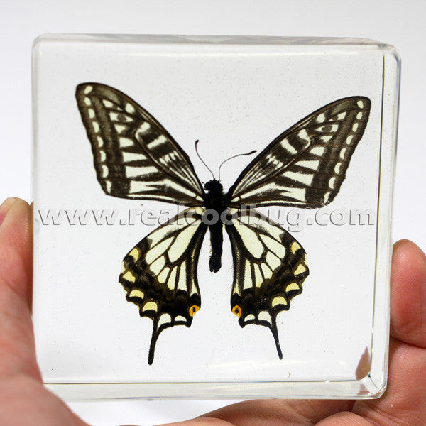 BF12<br/>Asian Swallowtail Butterfly