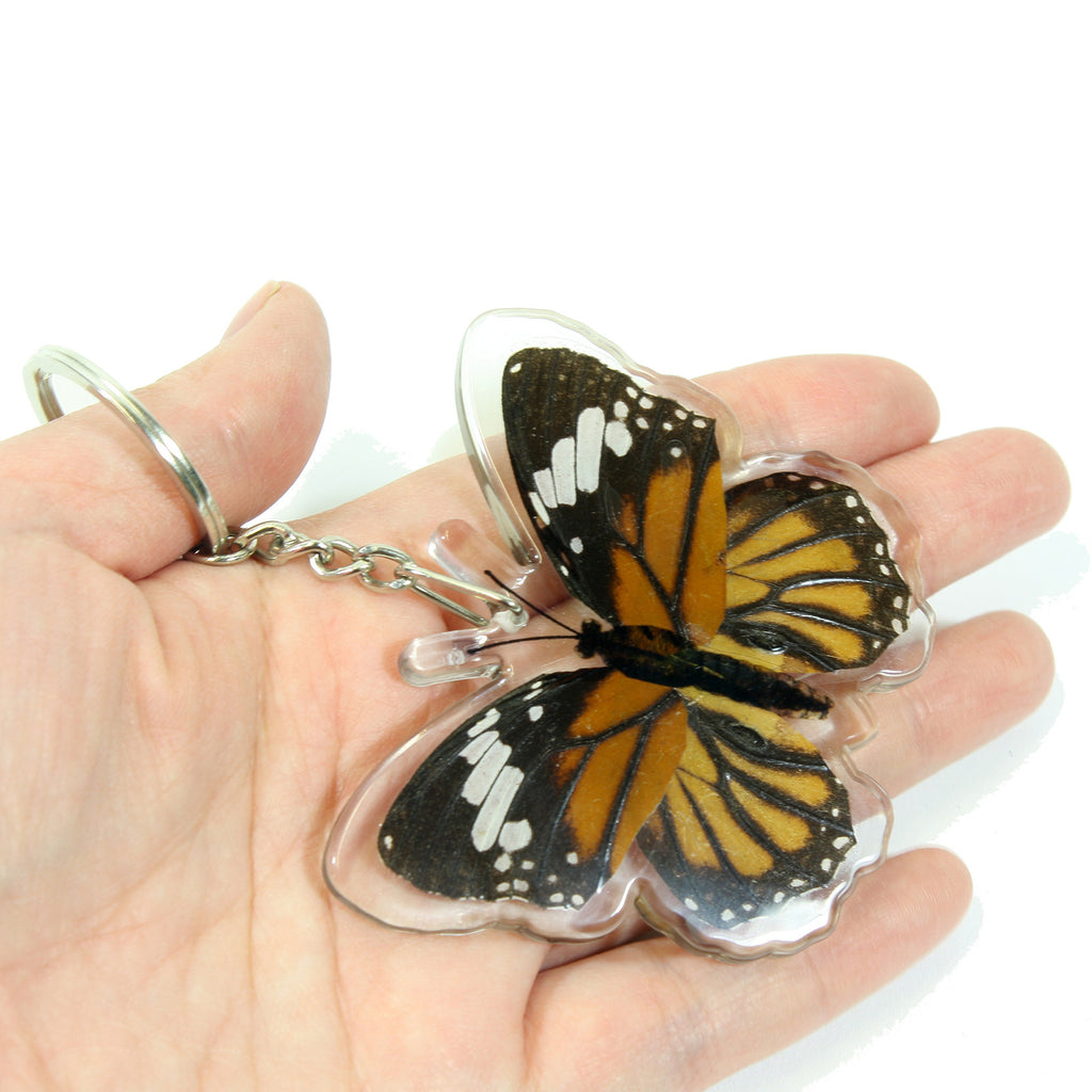 BTK110<br />Common Tiger