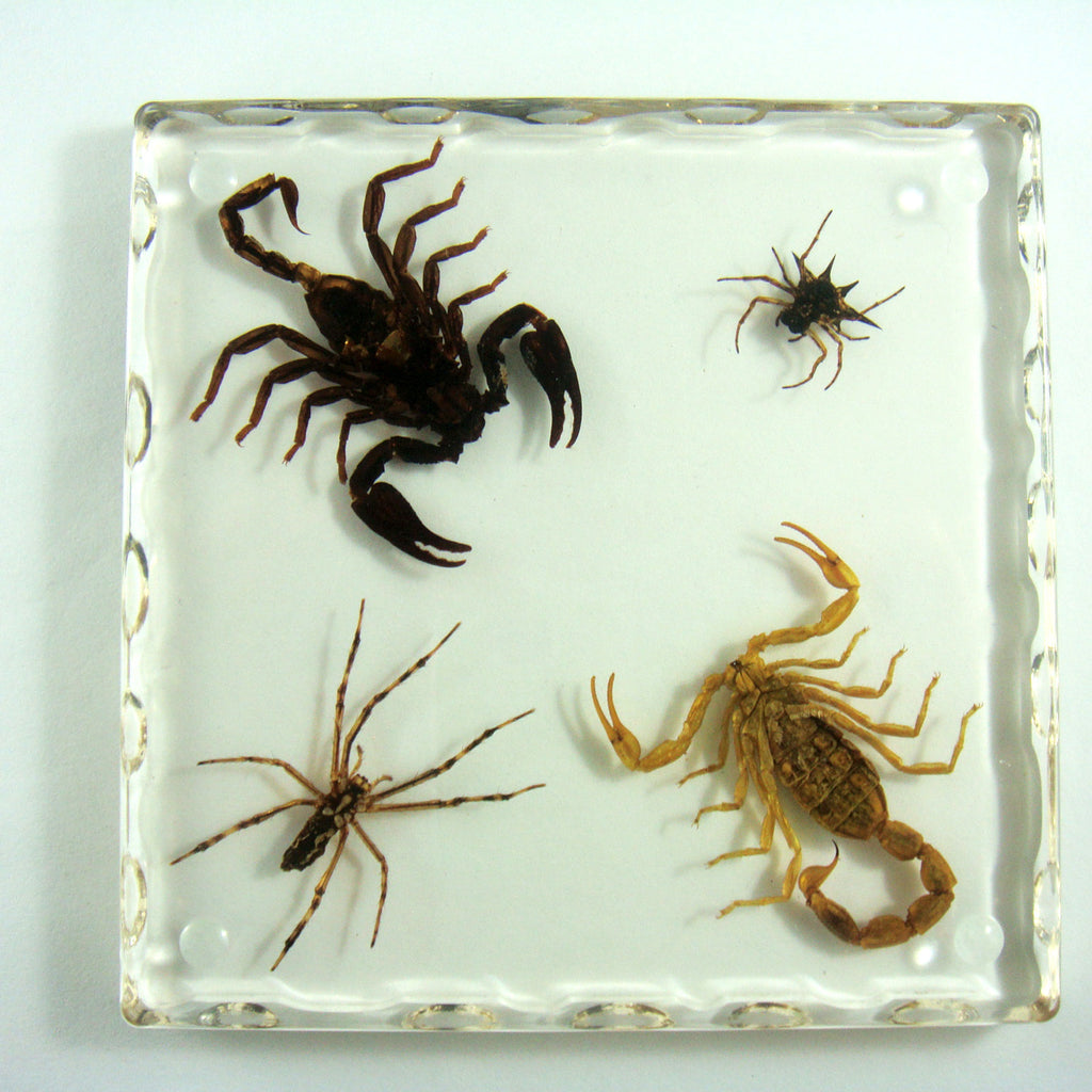 CT5014<br/>Black Scorpion, Scorpion, Spider, & Spiny Spider Coaster