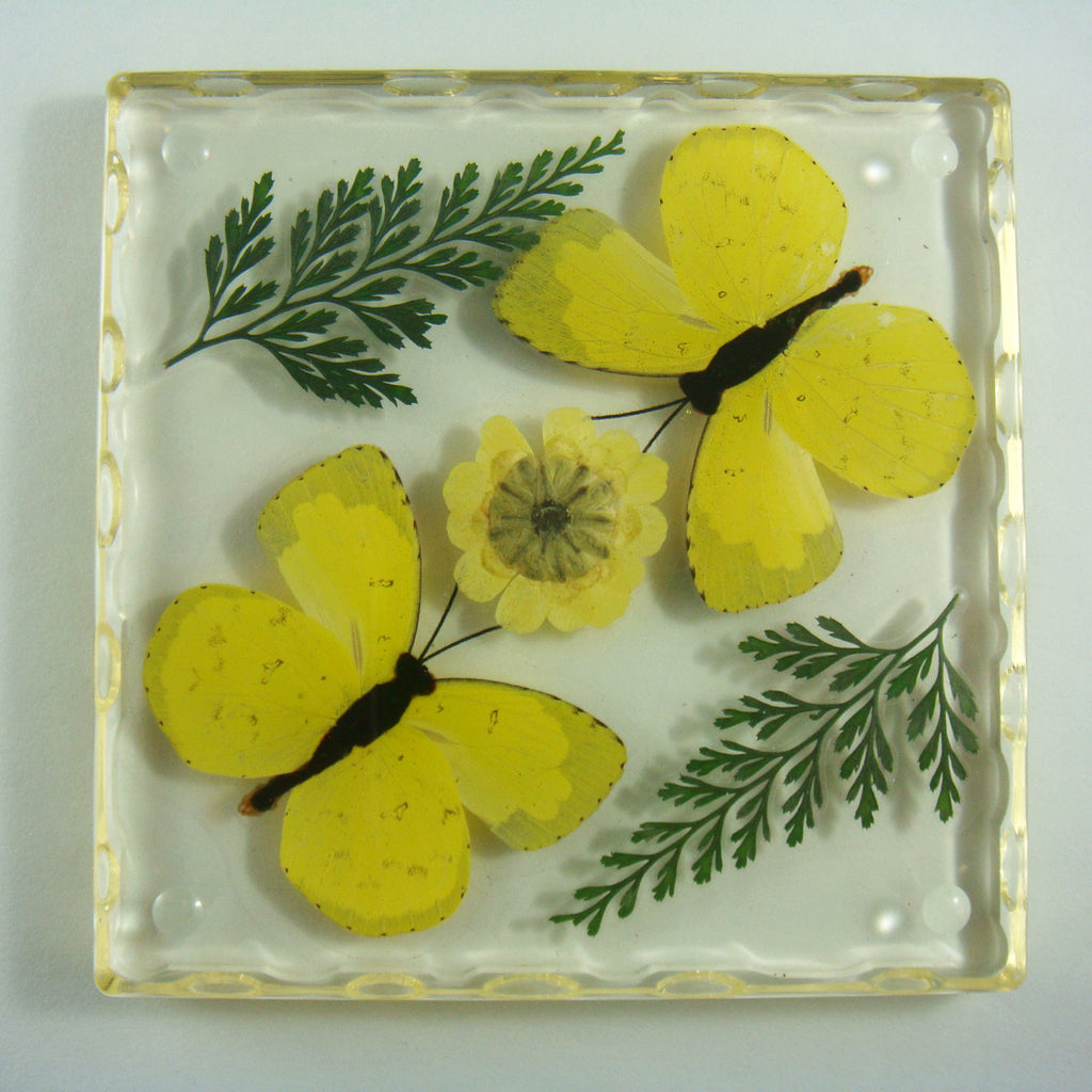 CT5023<br/>Two Grass Yellow Butterflies, Flowers & Leaves Coaster