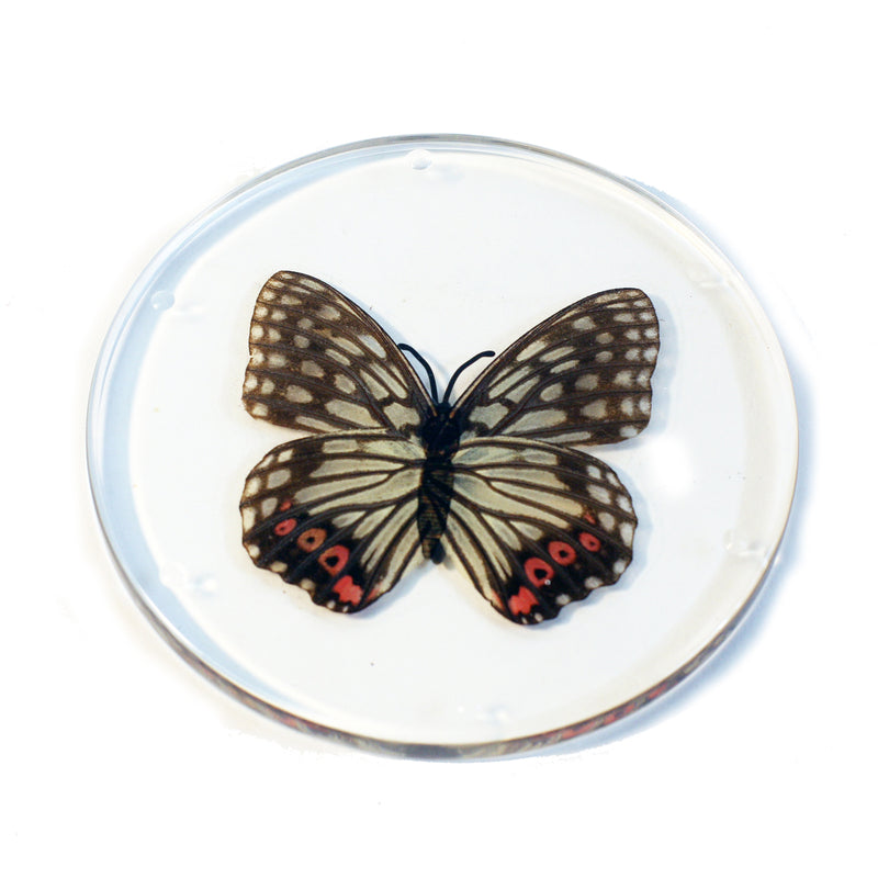 CT8051<br/> Red Ring Skirt Butterfly Coaster