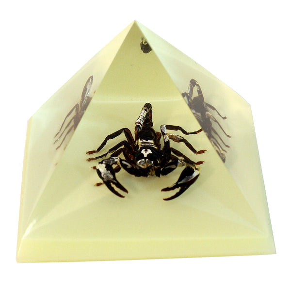 DS901_grande.jpg?v=1545334783