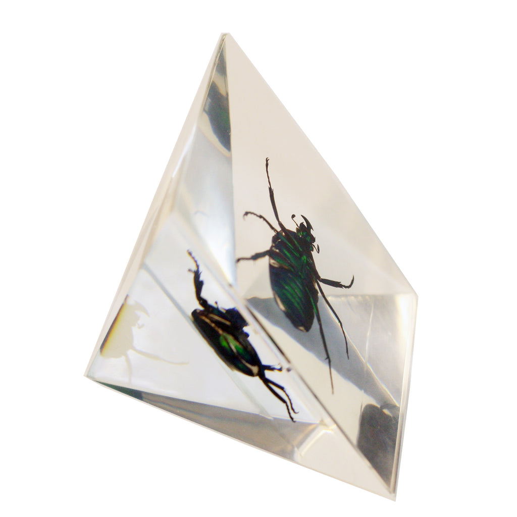 DS905<br/> Pyramid, Chafer Beetle, Clear
