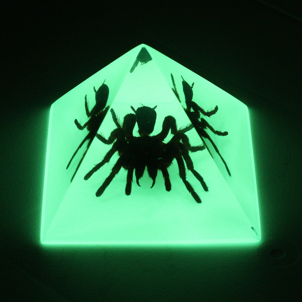 DS906<br/> Pyramid. Tarantula, Glow in Dark