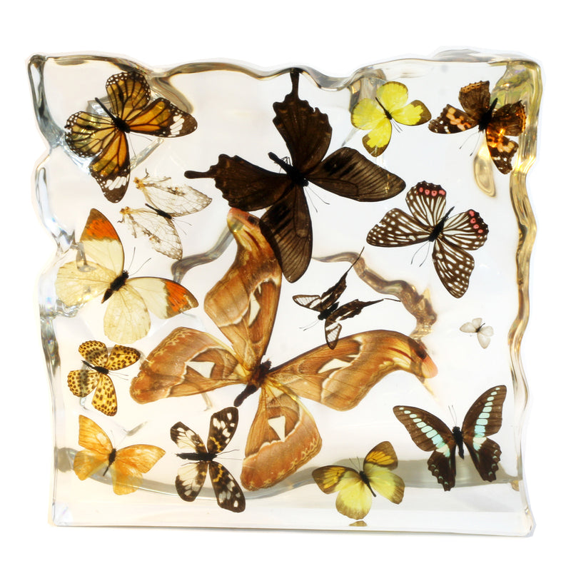 EC015<br/> 15 Butterflies Display