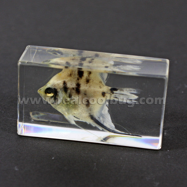 FH204<br/>Angel Fish Paperweight