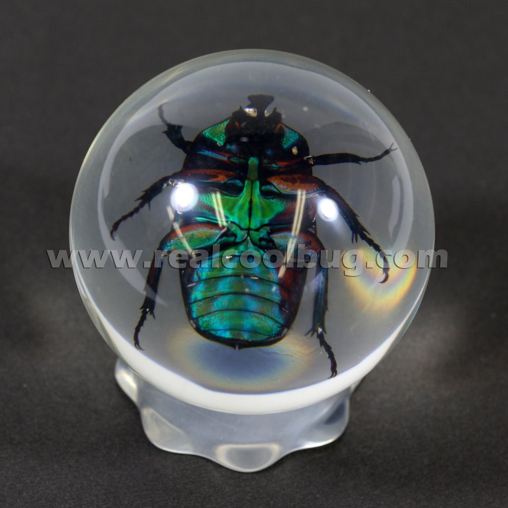 GL01<br />Green Chafer Beetle Globe Desk Decoration