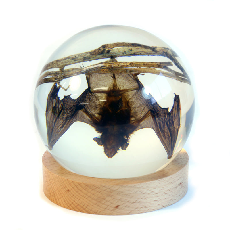 GL10016<br /> 4 inch Real Bat Globe with Stand