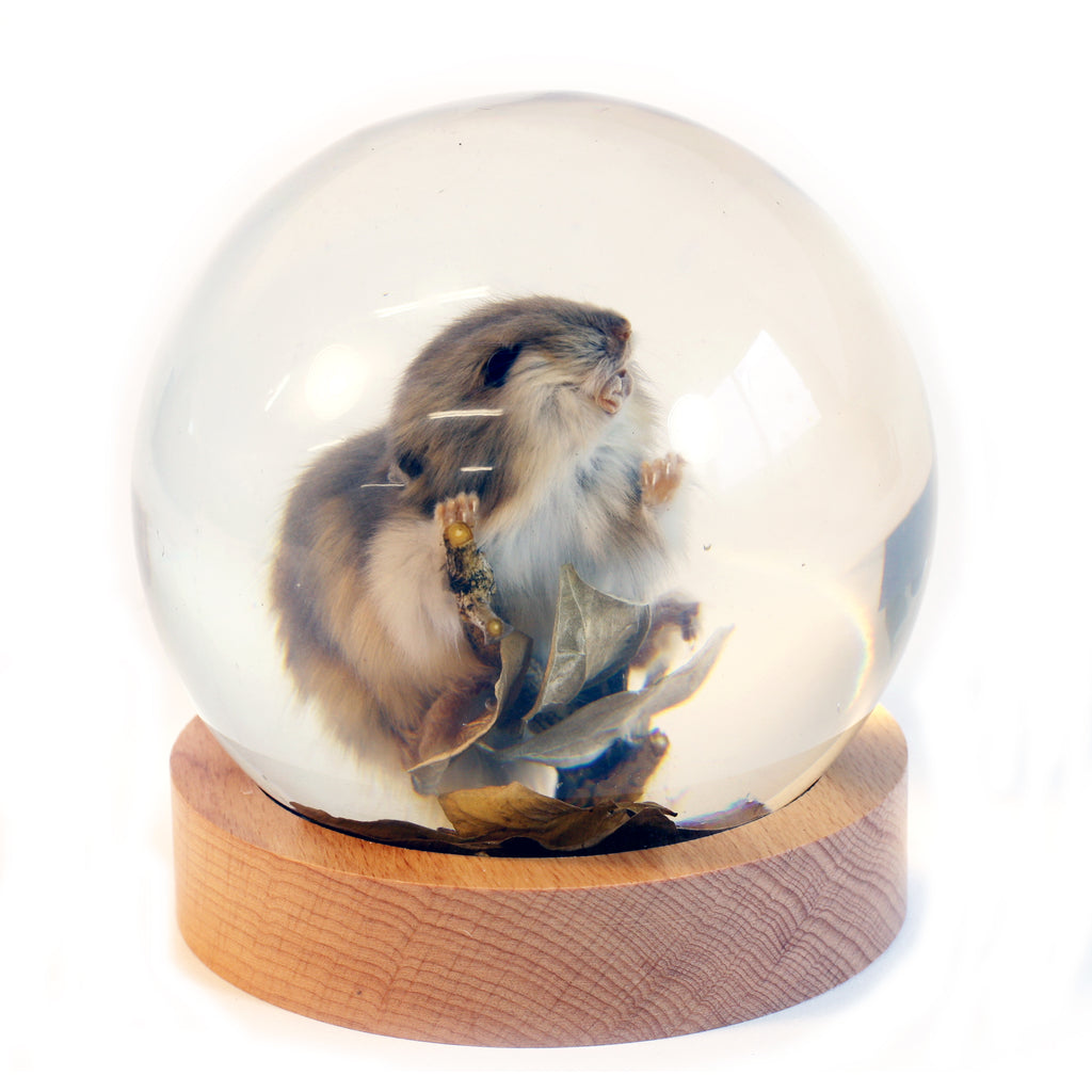 GL10020<br /> 4 inch Real Mouse Globe