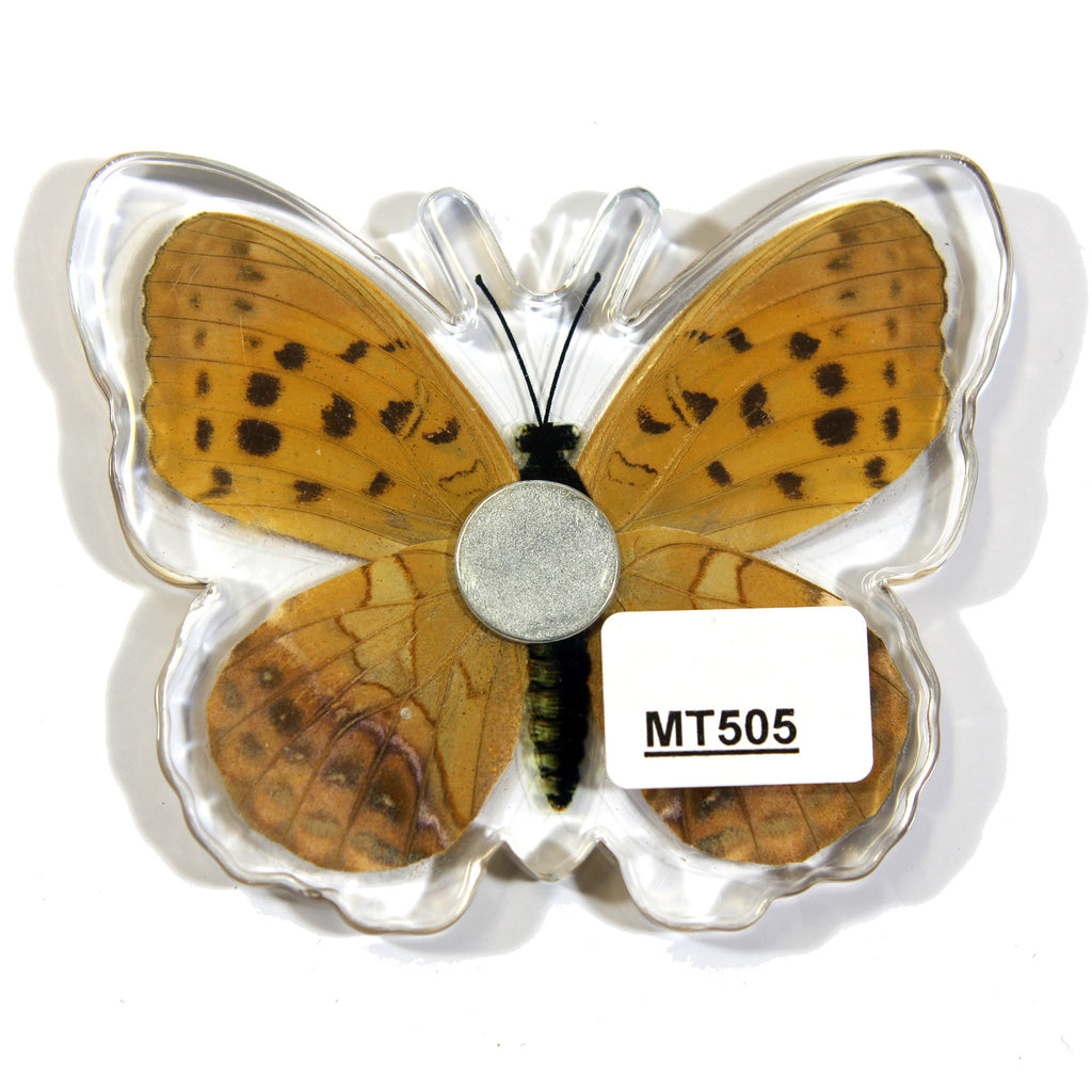 MT505<br />Indian Fritillary Butterfly