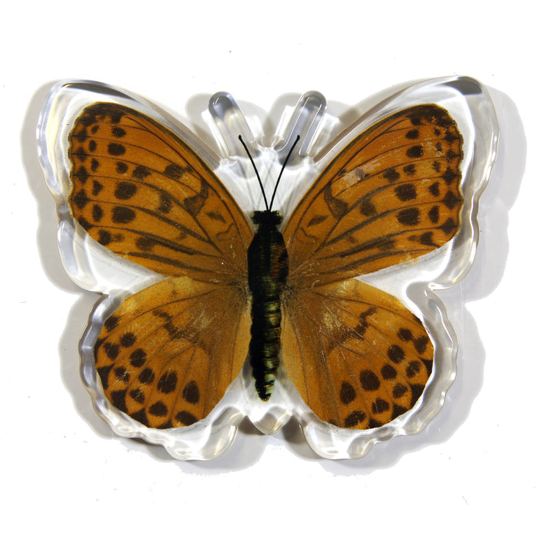 MT505<br />Indian Fritillary Butterfly