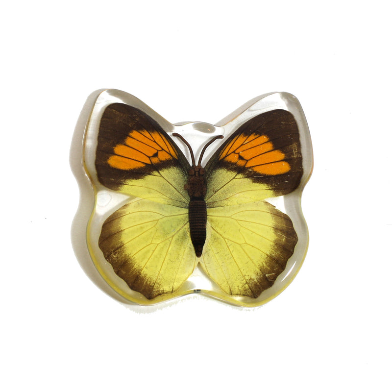 MT507<br/>Yellow Orange Tip Butterfly