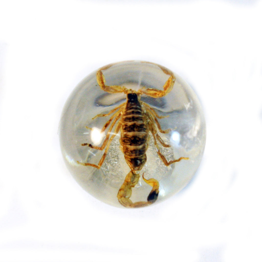 MT601<br/> 1 1/8" Marble Magnet - Gold Scorpion
