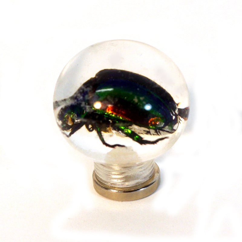MT602<br/> 1 1/8" Marble Magnet - Chafer Beetle