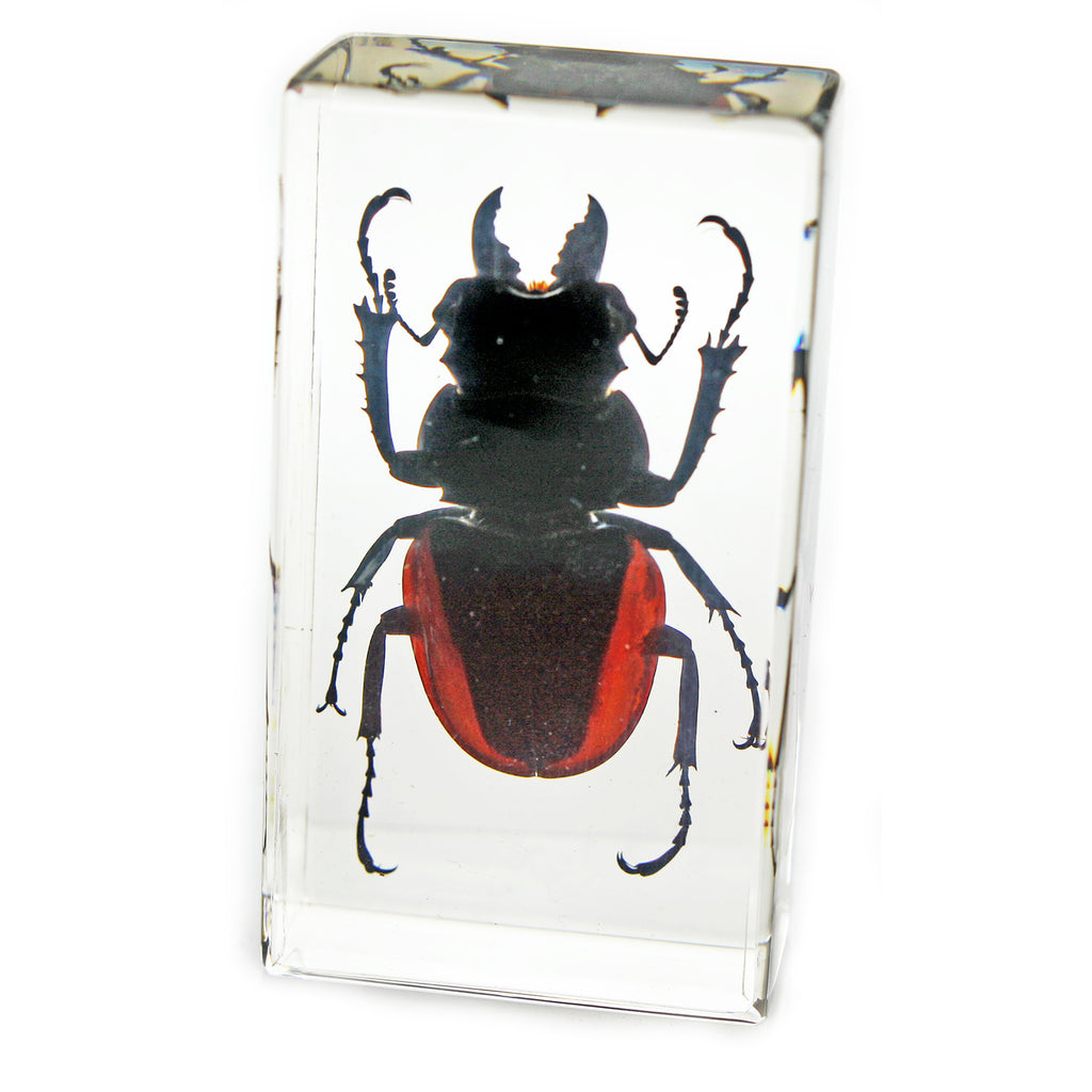 PW209<br />Stag Beetle