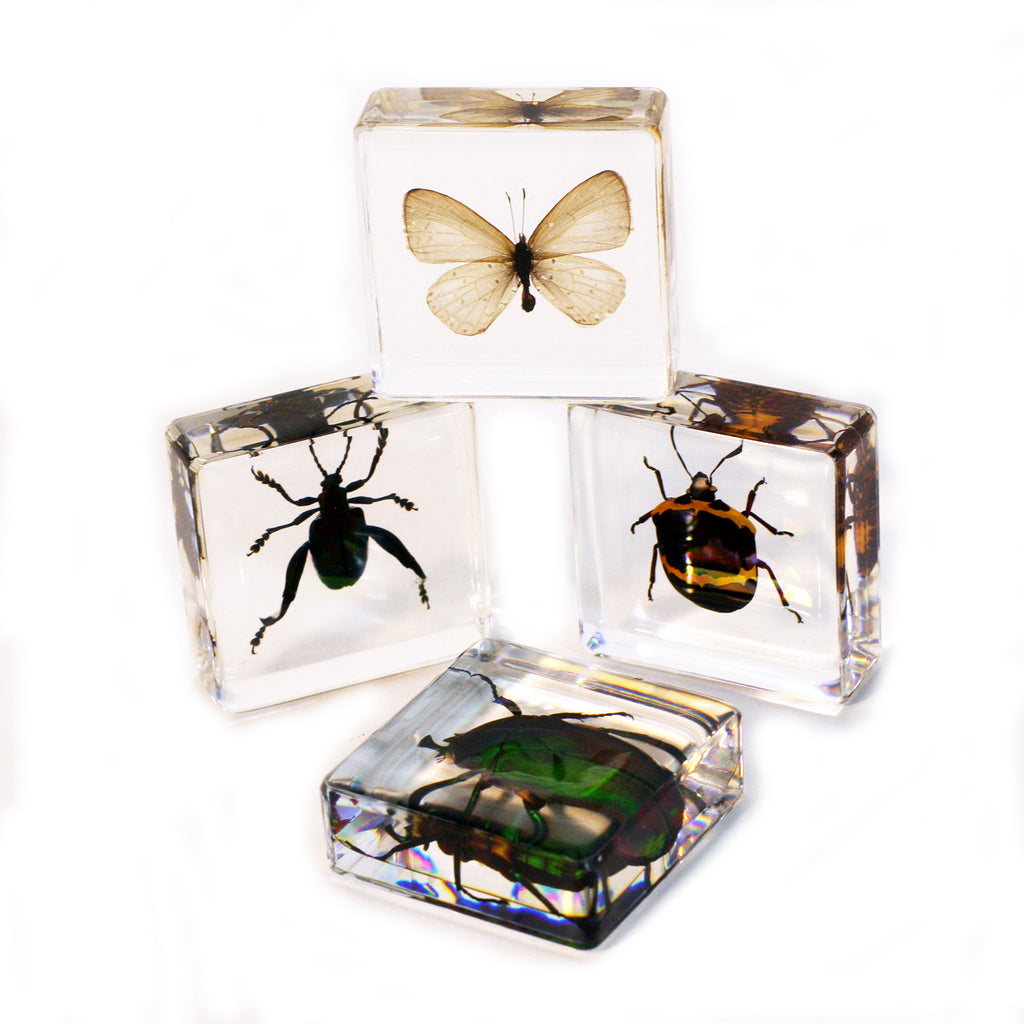 PWC452<br/> 4 pc Insect Collection