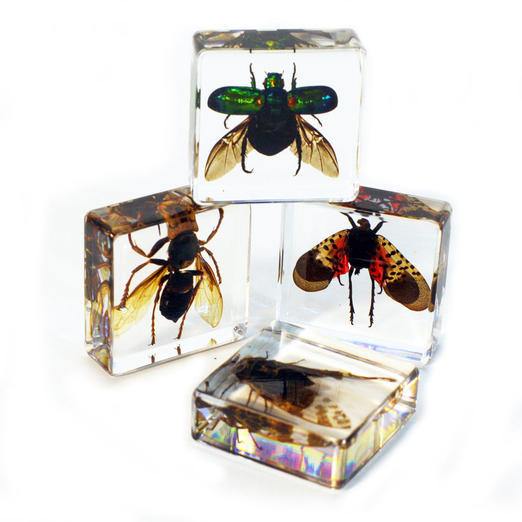 PWC453<br/> 4 pc Flying Insect Collection