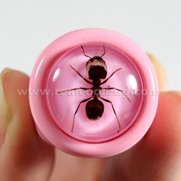 R0024<br/>Ant Ring