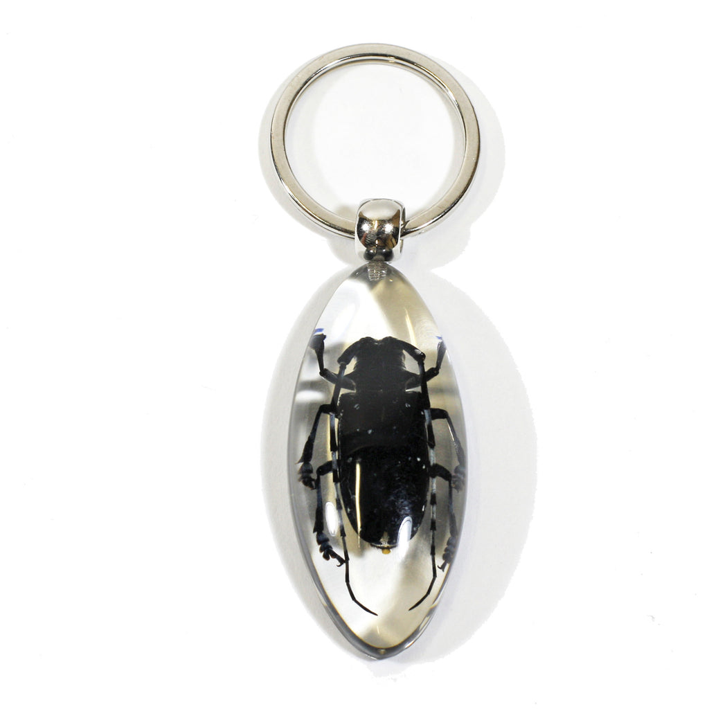 SK806<br />Longhorned Beetle