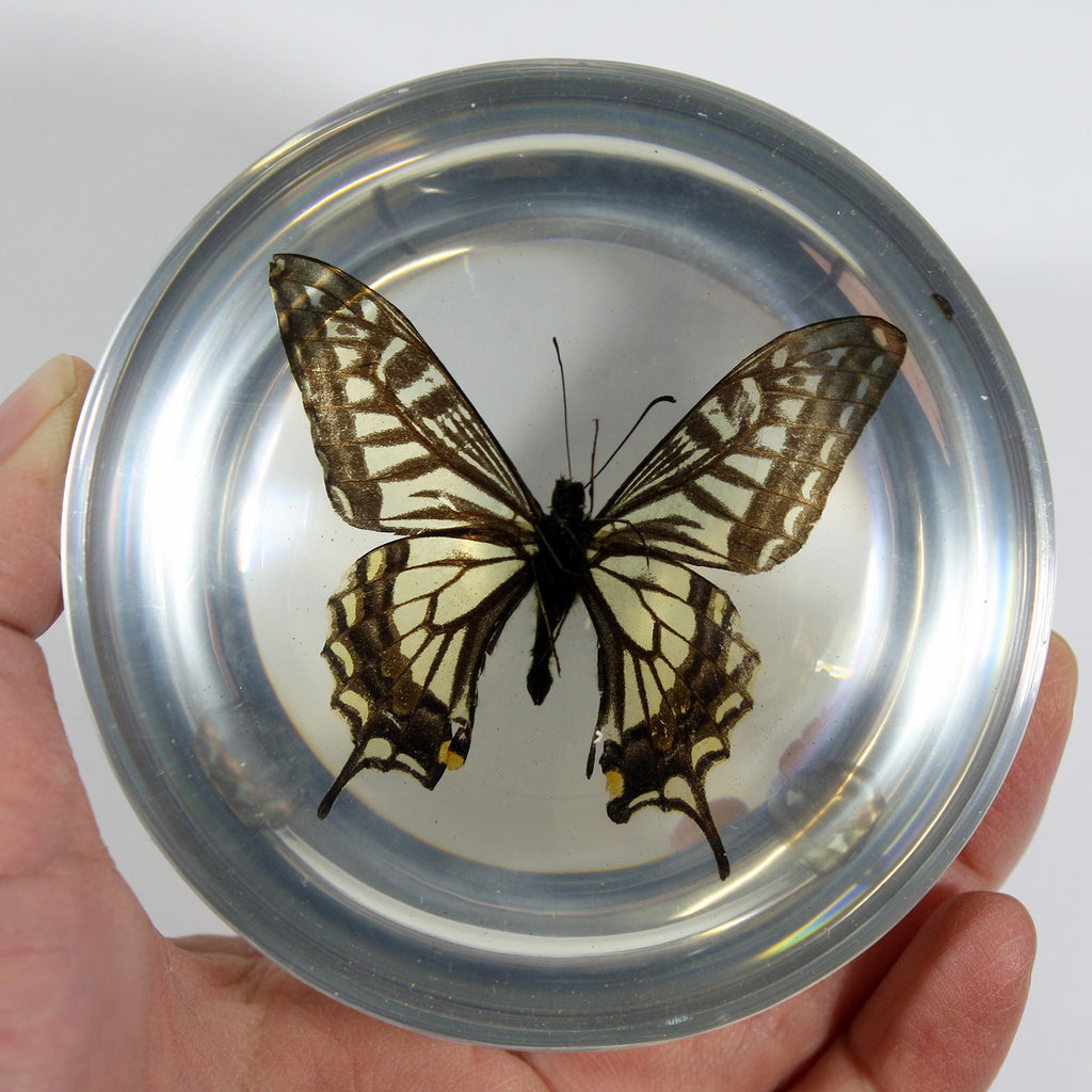 SS281<br/>Asian Swallowtail Butterfly Dome