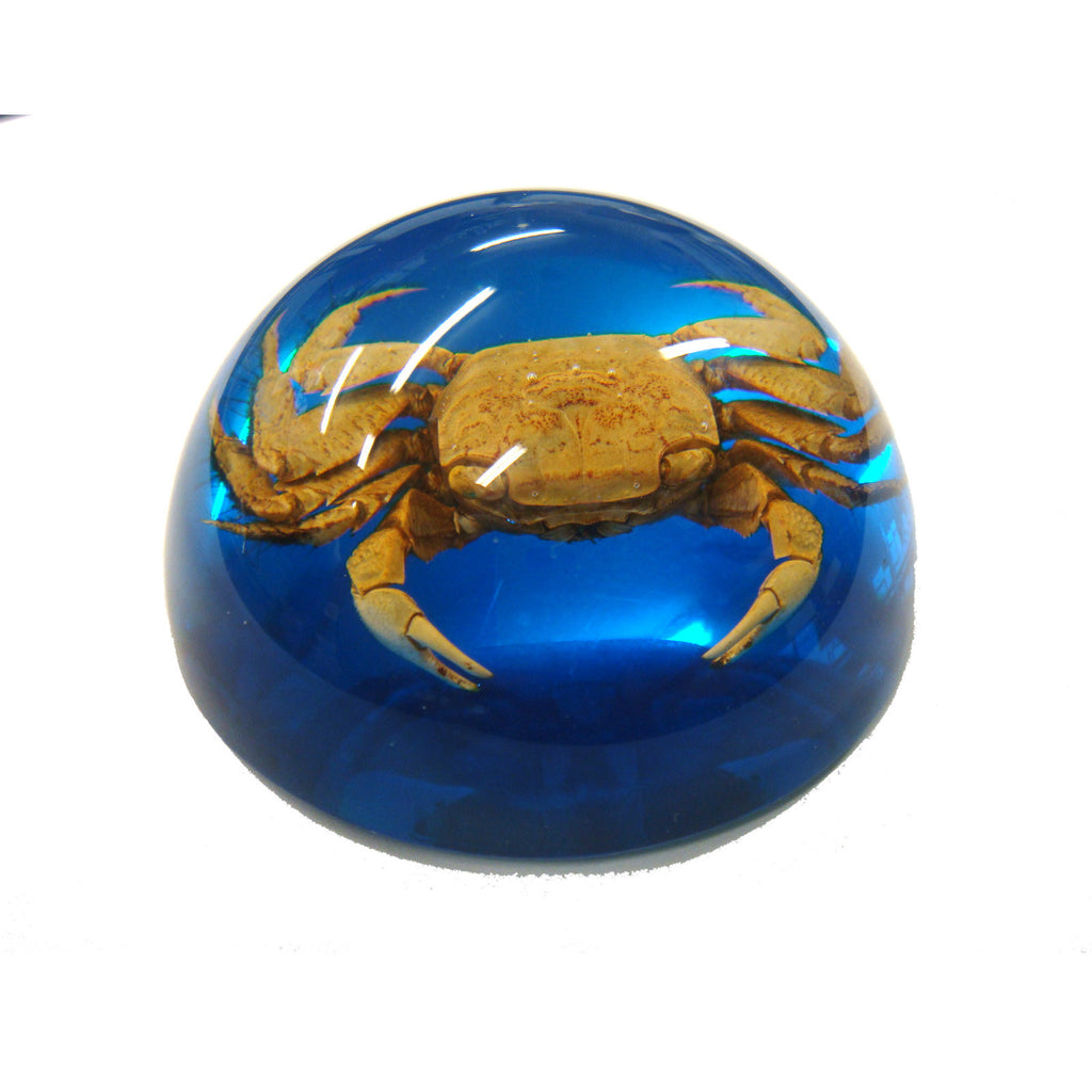 Crab Dome Paperweight Blue (T5021)