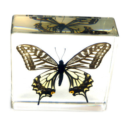 BF12<br/>Asian Swallowtail Butterfly