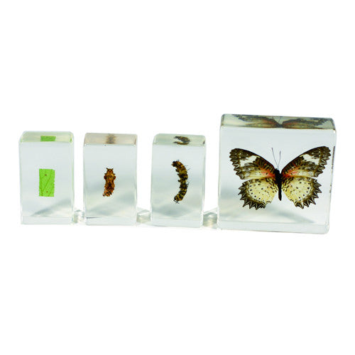 BFK1103<br/>Biology For Kids - Butterfly Lifecylce<br/>