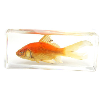 FH304<br/>Common Goldfish Paperweight