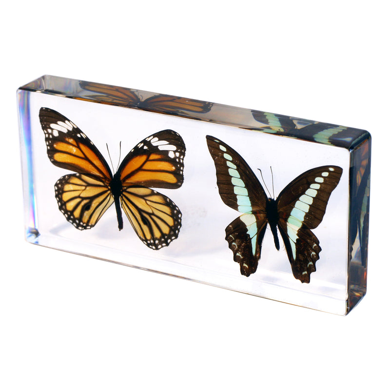 Butterfly & Dragonfly