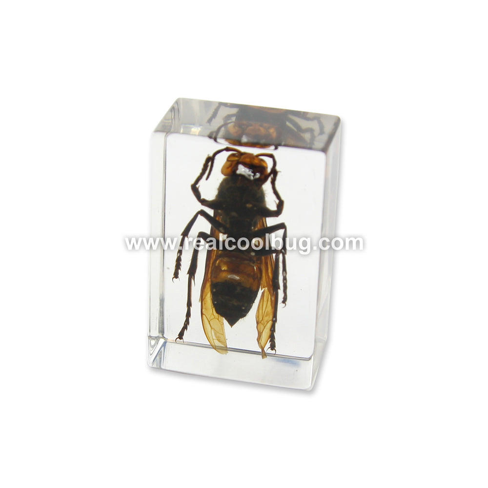 PW102<br />Wasp