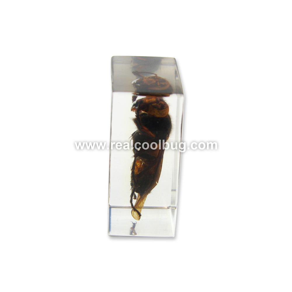 PW102<br />Wasp
