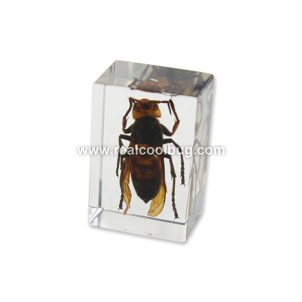 PW102<br />Wasp