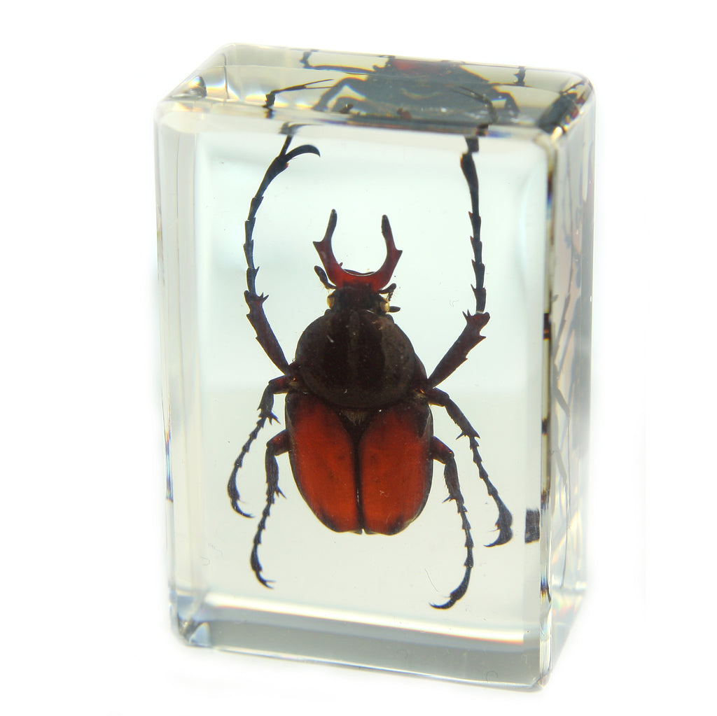 PW107<br />Antler Horned <br />Beetle
