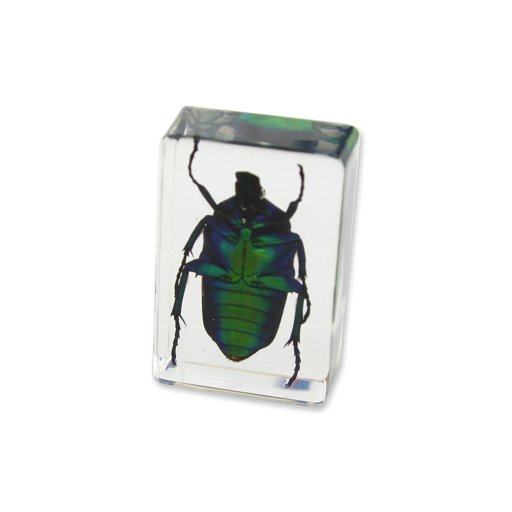 PW112<br />Green Chafer <br />Beetle