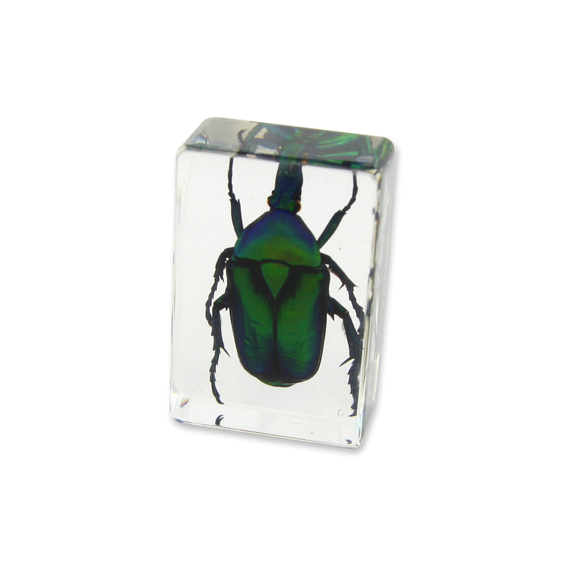 PW112<br />Green Chafer <br />Beetle