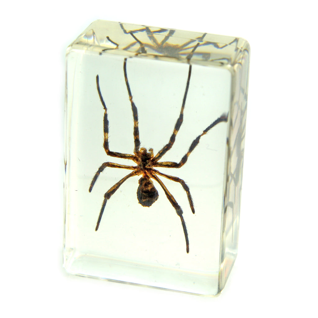 PW114<br />Spider<br />