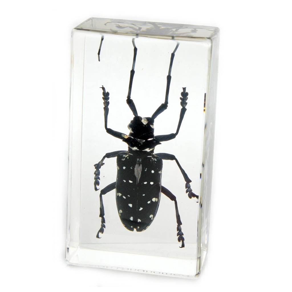 PW207<br />Longhorned Beetle