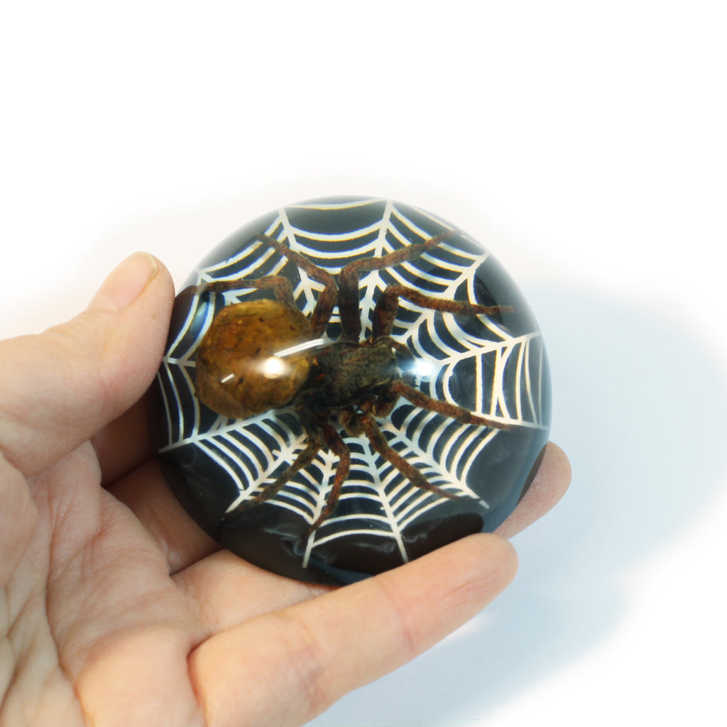 TC217<br/>Spider on Web Dome