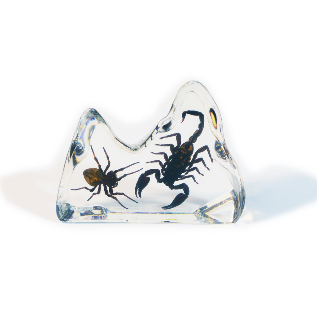 DS1118<br/>Spider & Scorpion Desk Decoration