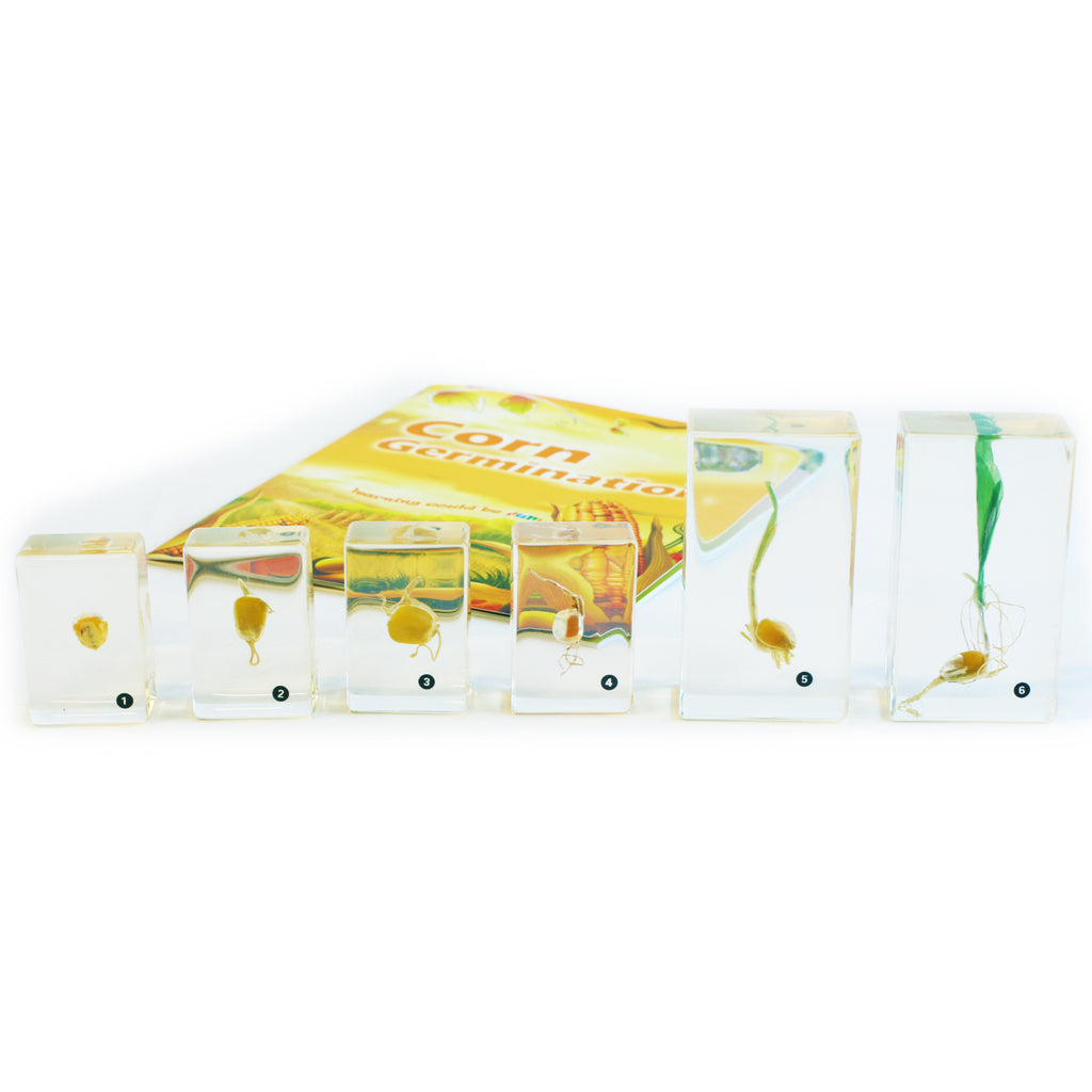BFK1131<br/>Biology for Kids- Corn Germination