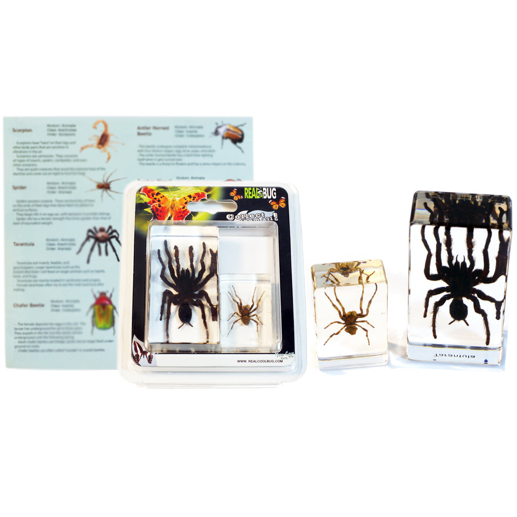 PWC424<br/>Tarantula & Spider Paperweight Collection