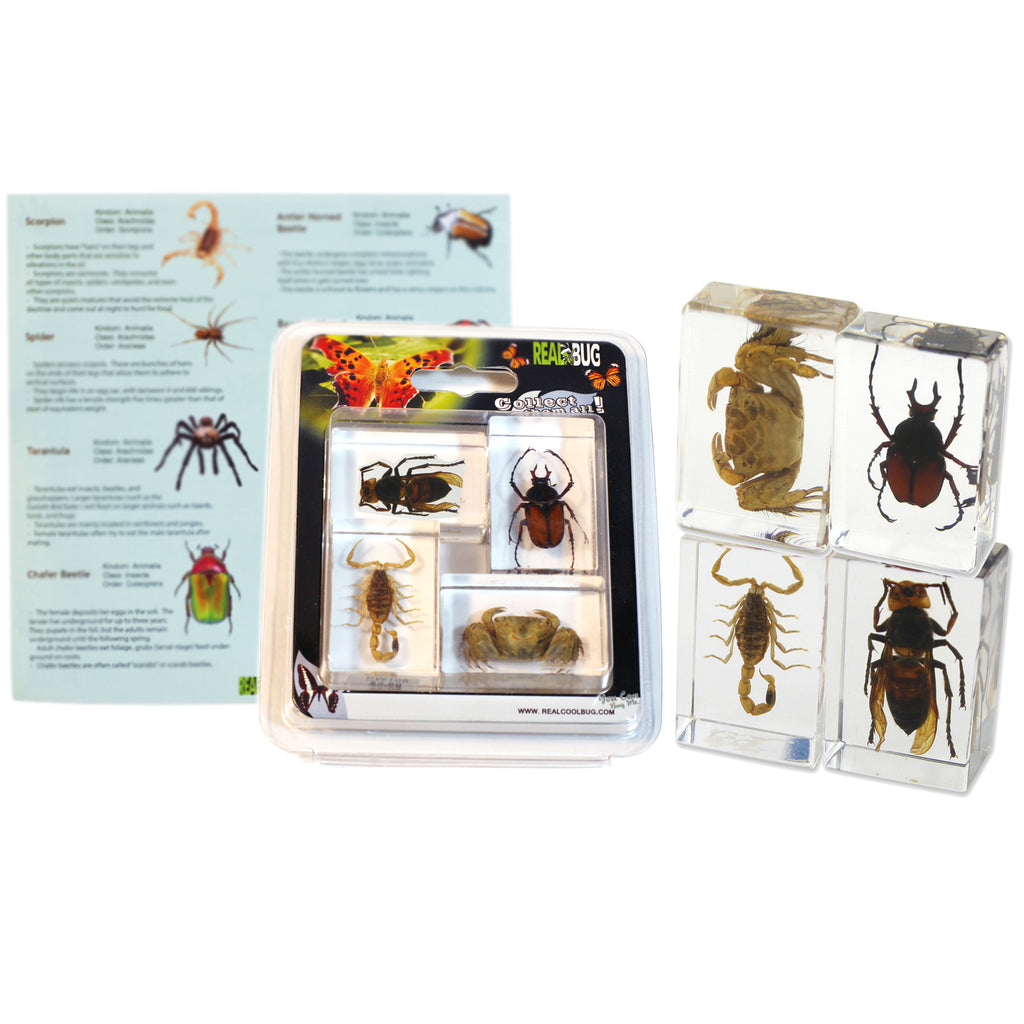 PWC443<br/>Insect & Arachnid Paperweight Collection