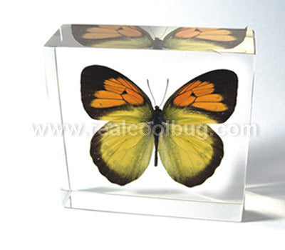 BF02<br />Yellow Orange Tip Butterfly