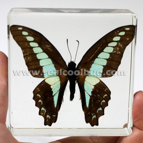 BF11<br/>Common Bluebottle
