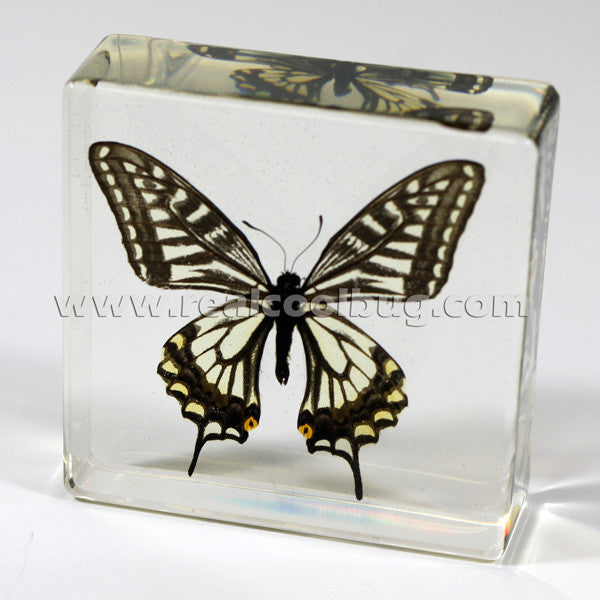 BF12<br/>Asian Swallowtail Butterfly