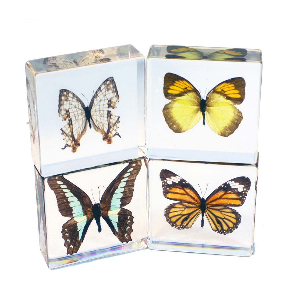 BF422<br/>4 Piece Butterfly Collection