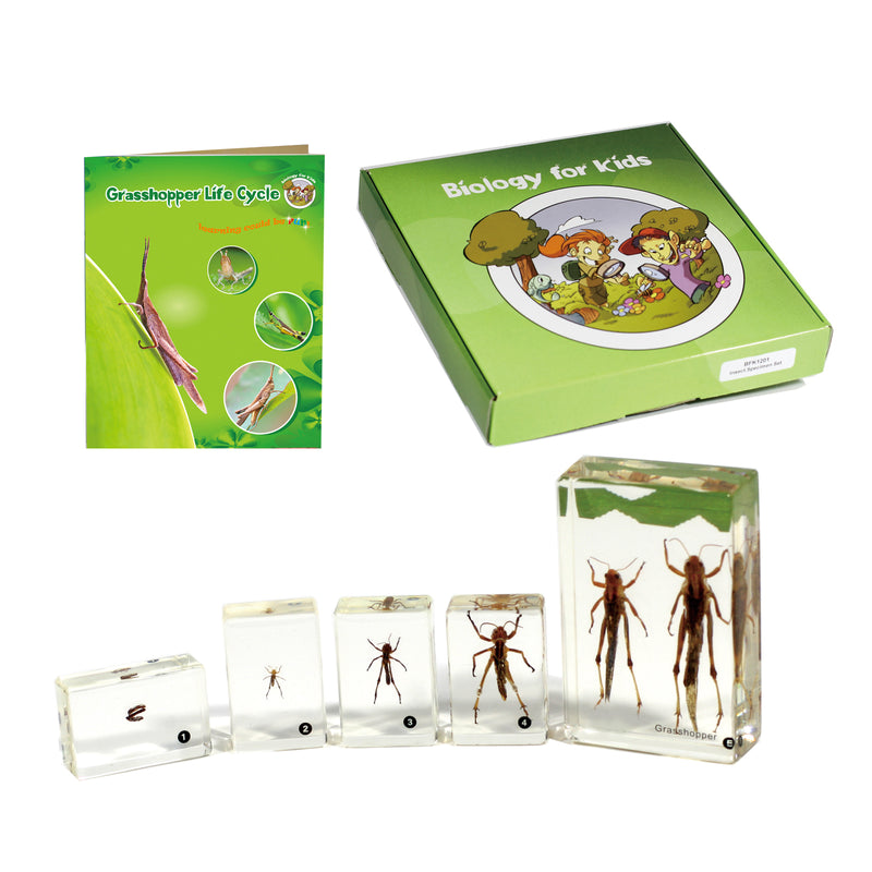 BFK1105<br/>Biology for Kids-Grasshopper Life Cycle